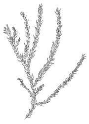 Cratoneuropsis relaxa “hypnobartlettia” growth form, habit, dry. Drawn from collector unknown, Oct. 1973, CHR 105042A.
 Image: R.C. Wagstaff © Landcare Research 2014 